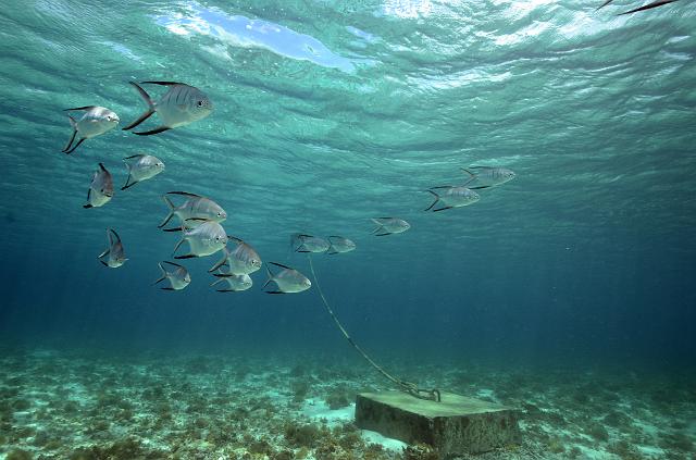 FMazeas site tupasurf_083.jpg